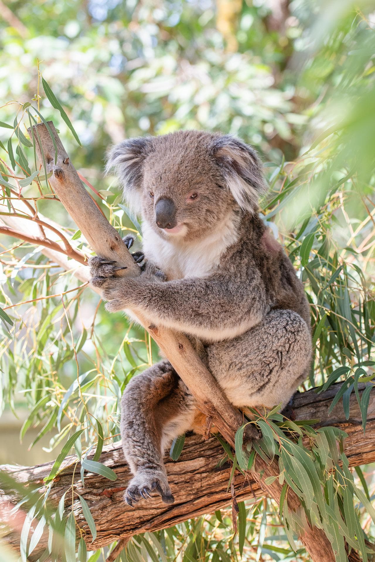 Koala Albury